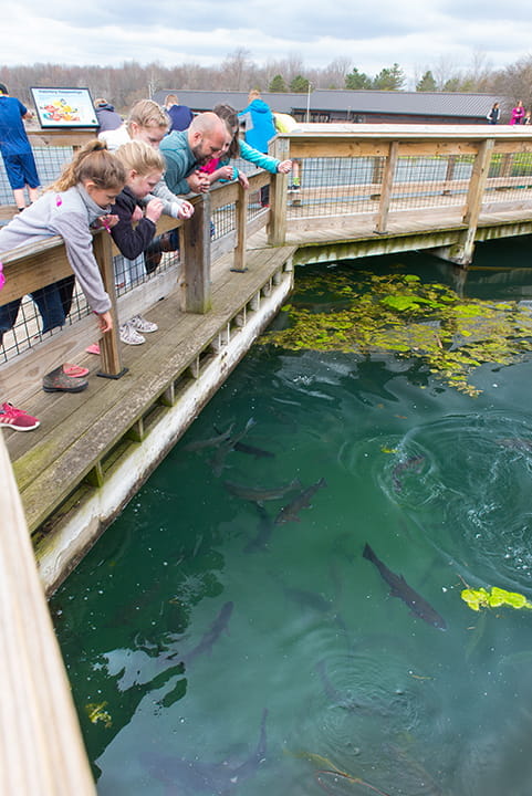 Kids at the hatchery look down at fish in the pool