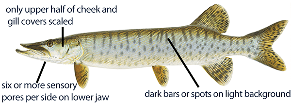 Illustration of a muskellunge with distinct features labeled, including six or more sensory pores per side on lower jaw, only upper half of cheek and gill covers scaled, and dark bars or spots on light background.