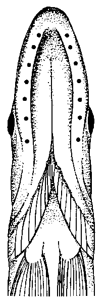 Illustration of muskpores on the jaw of a muskellunge.