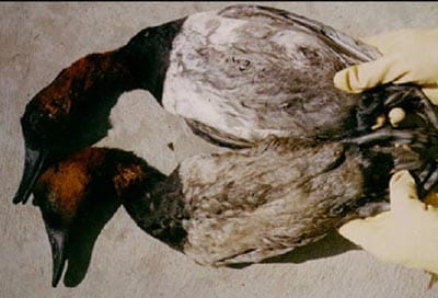 Ducks with oil intoxication. Ducks with oil intoxication.
