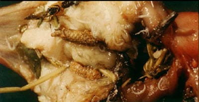 proventricular or stomach worm proventricular or stomach worm