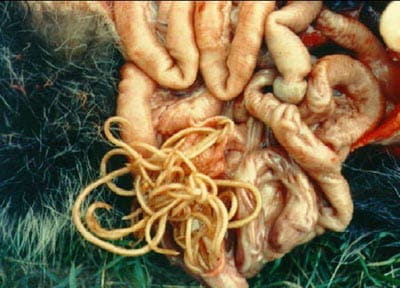 Raccoon roundworm from raccoon intestines Raccoon roundworm from raccoon intestines