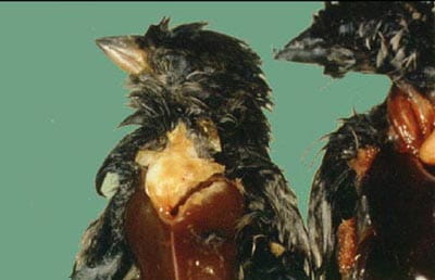 salmonellosis abscess in throat area salmonellosis abscess in throat area