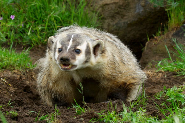 An American badger outside of a burrow.