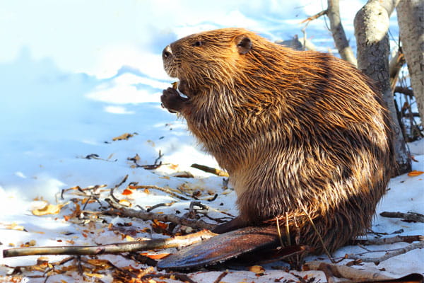 A beaver chews on pieces of wood in the winter.