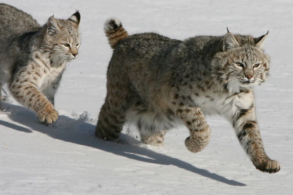 Bobcats running in the snow.