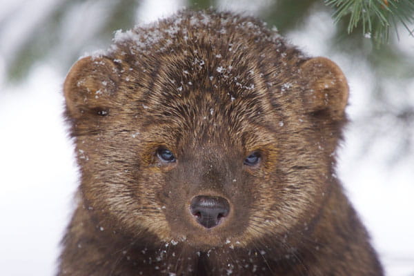 A fisher stares into the camera lens in a winter scene.
