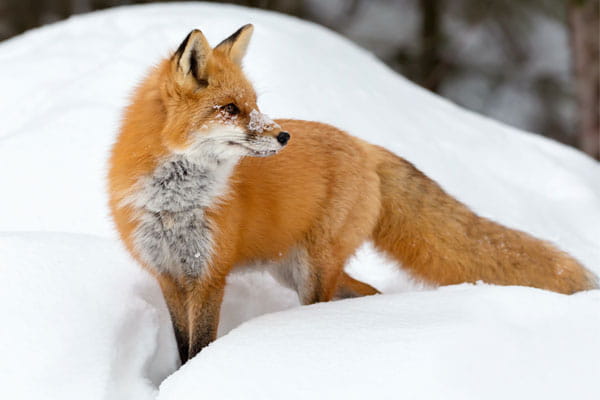 A red fox stands in the snow