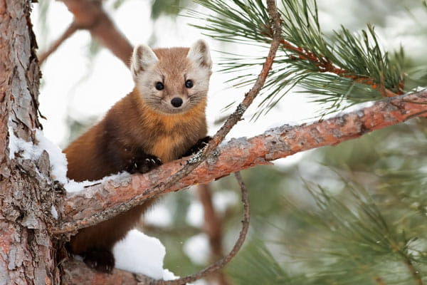 An American marten in a pine tree.