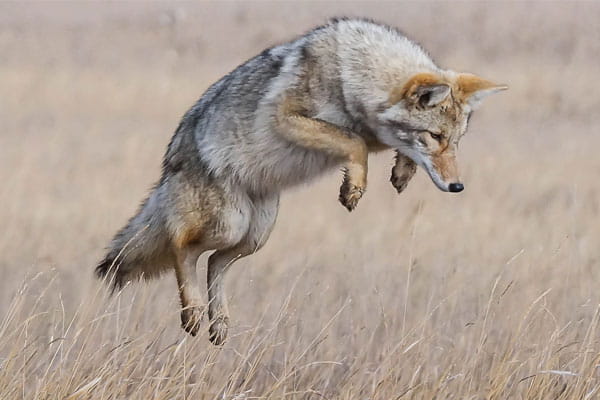 A coyote jumps in a field.