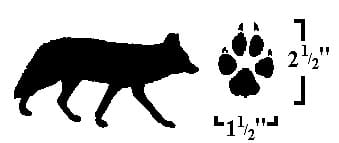 Image showing size of coyote prints