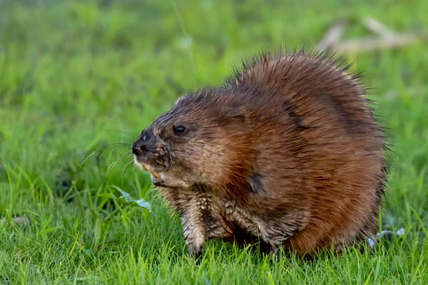 A muskrat in the grass.