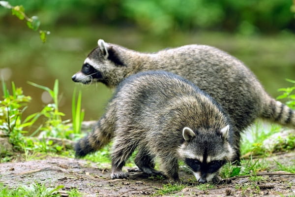 Two raccoons near the waters edge.