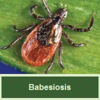 Babesiosis