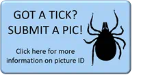 GOT A TICK? SUBMIT A PIC! Click here for more information on picture ID