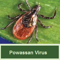 Powassan Virus