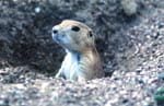 Prairie Dog