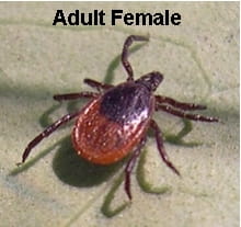 Adult female black-legged tick