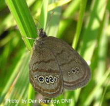 Mitchell's Satyr Butterfly