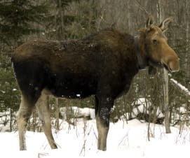 moose cow