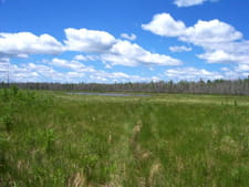 Wirwgrass