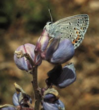 Karner blue butterfly