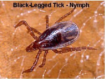 Black-legged tick nymph