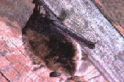 bat on boards