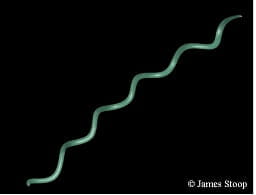 Model of the spirochete, Borrelia burgdorferi