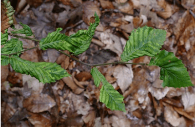 Shriveled and distorted beech leaves