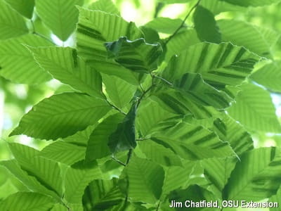 Striping between veins on beech leaves