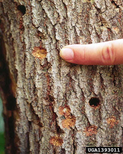 asian longhorn beetle