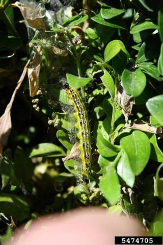 An olive-green caterpillar with black head, white stripe down its back with paired black spots on each side of the stripe crawls vertically on boxwood leaves. The tip of a finger is seen beneath it.