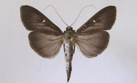 A pinned specimen of a box tree moth that is entirely brown except for one small, white spot on each forewing.