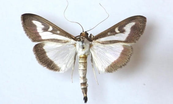A pinned specimen of the more common form of box tree moth, which is white with a brown border and a white “comma” on each forewing.