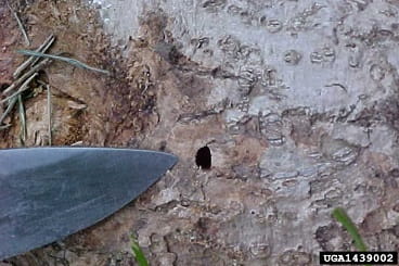 Emerald Ash Borer holes