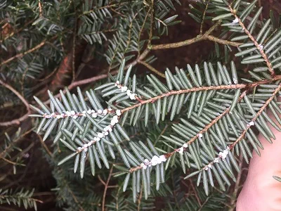 Eastern hemlock branch infested with hemlock woolly adelgid