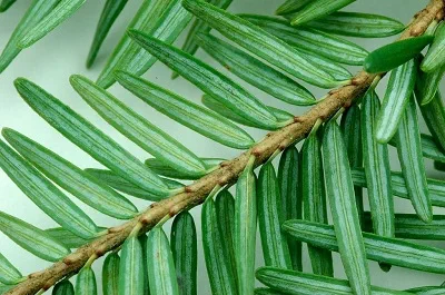 Hemlock needles with white stripes on the underside