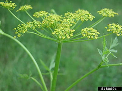yellow wild parsnip flower