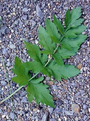 Wild parsnip leaf on gravel