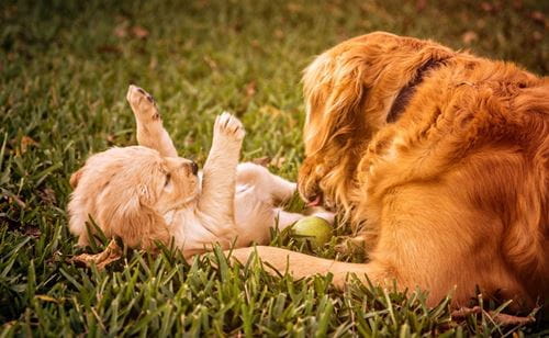 Mother and pup Golden Retriever playing with tennis ball in grassy field