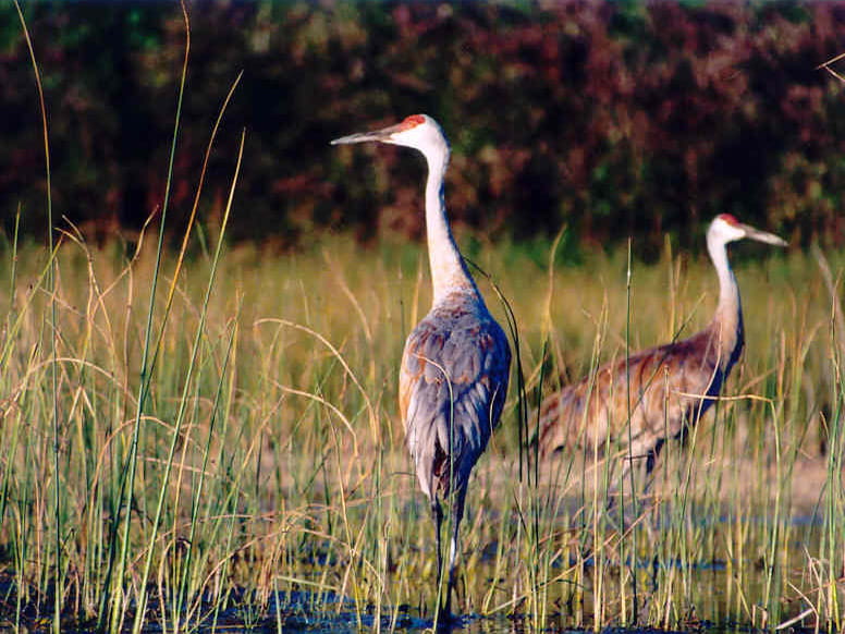 sandhill cranes standing in wetland