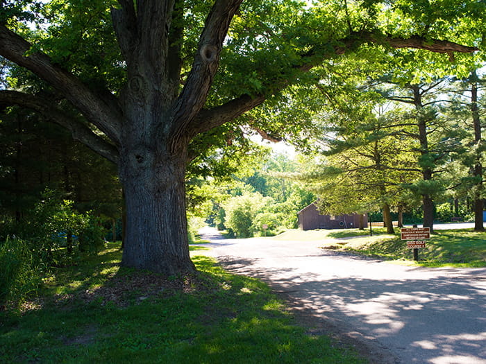 tree road and sign for disc golf course