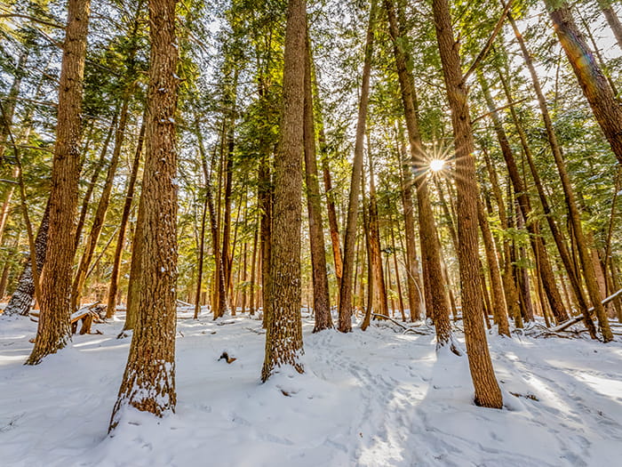 Hartwick PInes forest photo by Healy