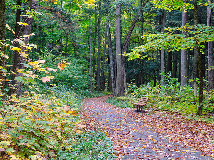 Hartwick Pines trail