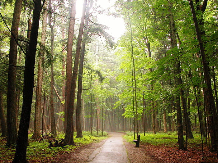 Hartwick Pines Trail