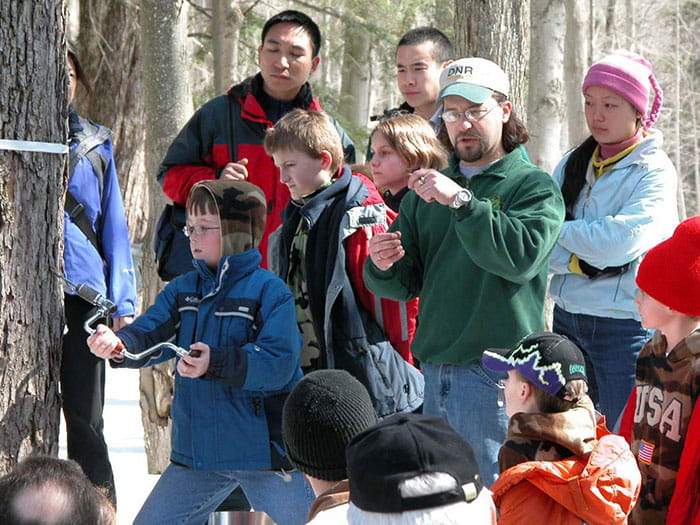 tapping a maple tree