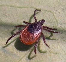Female black-legged tick