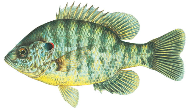 redear sunfish Illustration by Joseph R. Tomelleri ©