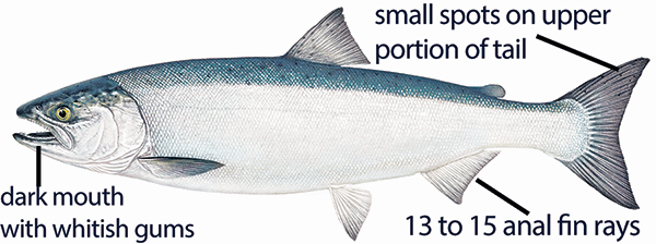 Illustration of a coho salmon with distinct features labeled: 13-15 anal fin rays, small spots on upper portion of tail, and dark mouth with whitish gums.